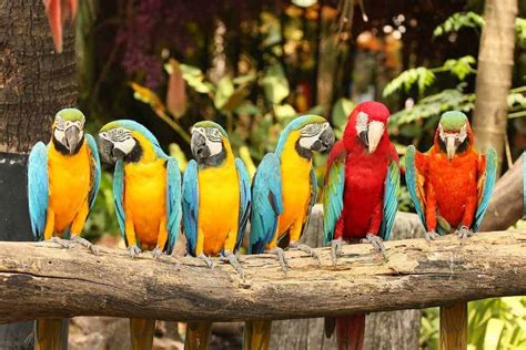 Parrot mountain - Parrot Mountain & Gardens: This is a Class AAA+ Destination ! - See 6,020 traveler reviews, 6,145 candid photos, and great deals for Pigeon Forge, TN, at Tripadvisor.